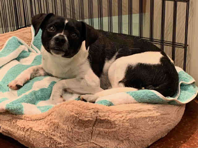 adoptable Dog in Carlsbad, CA named PICKLES