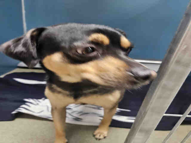 adoptable Dog in Carlsbad, CA named A1932761