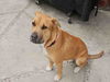 adoptable Dog in carlsbad, CA named MIA