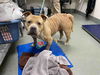 adoptable Dog in carlsbad, CA named TWINKIE