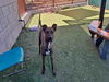 adoptable Dog in carlsbad, CA named LUKA