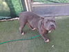 adoptable Dog in carlsbad, CA named CUBA
