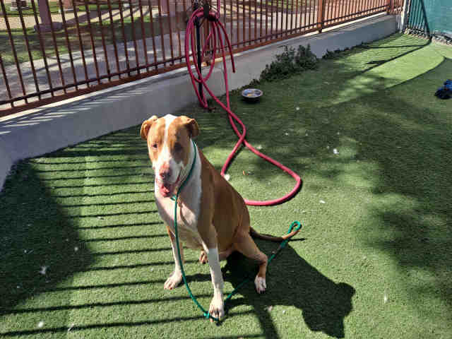 adoptable Dog in Carlsbad, CA named A1941853