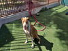 adoptable Dog in carlsbad, CA named A1941853