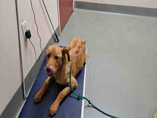 adoptable Dog in Carlsbad, CA named BLAISE