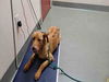 adoptable Dog in carlsbad, CA named BLAISE