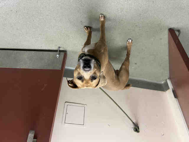 adoptable Dog in Carlsbad, CA named LI ANGELO