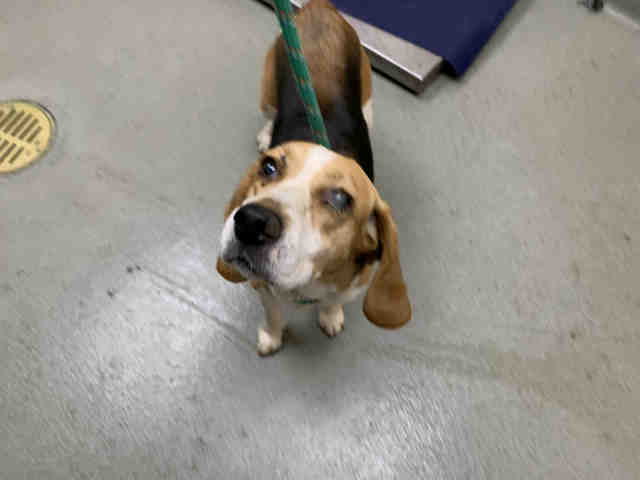 adoptable Dog in Carlsbad, CA named A1942213