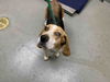 adoptable Dog in  named A1942213