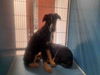 adoptable Dog in  named A1942265