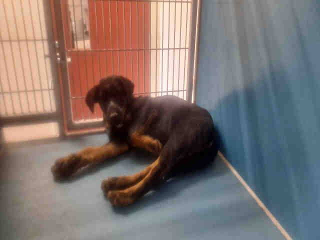 adoptable Dog in Carlsbad, CA named A1942266
