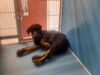 adoptable Dog in  named A1942266
