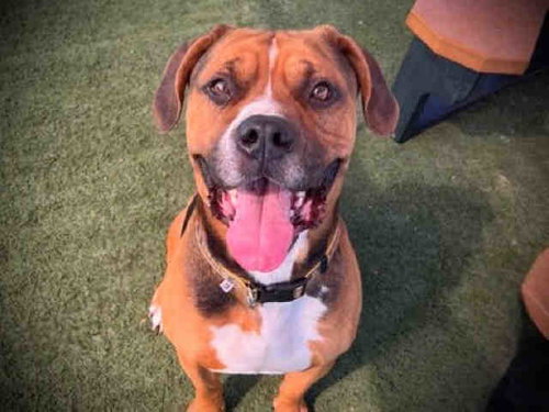 JAVIER, an adoptable Hound in Carlsbad, CA