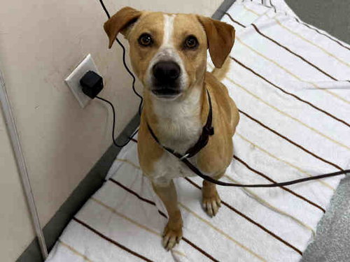 MONTE, an adoptable Terrier in Carlsbad, CA