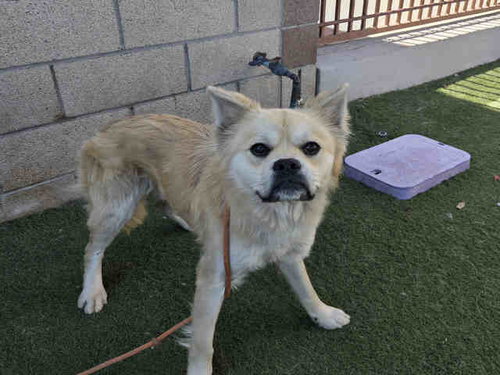 GIZMO, an adoptable Terrier in Carlsbad, CA