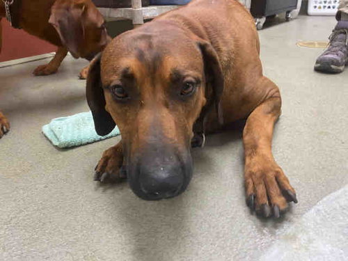 GRUMPY, an adoptable Rhodesian Ridgeback in Carlsbad, CA