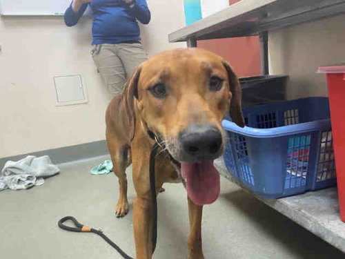 LUIS, an adoptable Rhodesian Ridgeback in Carlsbad, CA