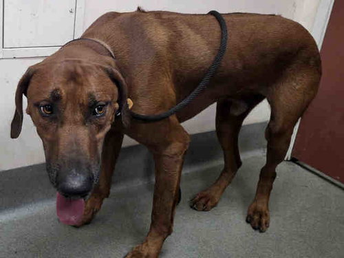 GOOFY, an adoptable Rhodesian Ridgeback in Carlsbad, CA