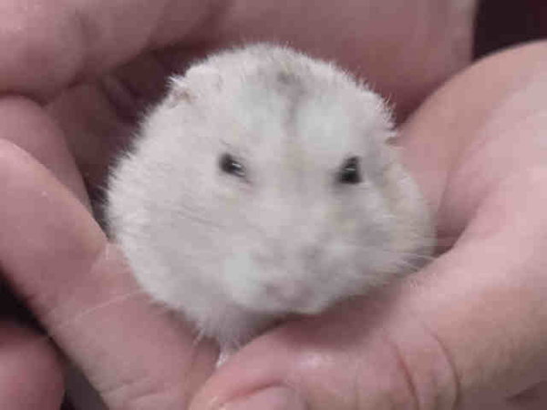 NIBBLER