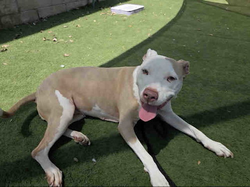 picture of the dog needing adoption