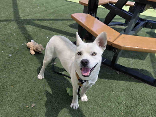 picture of the dog needing adoption