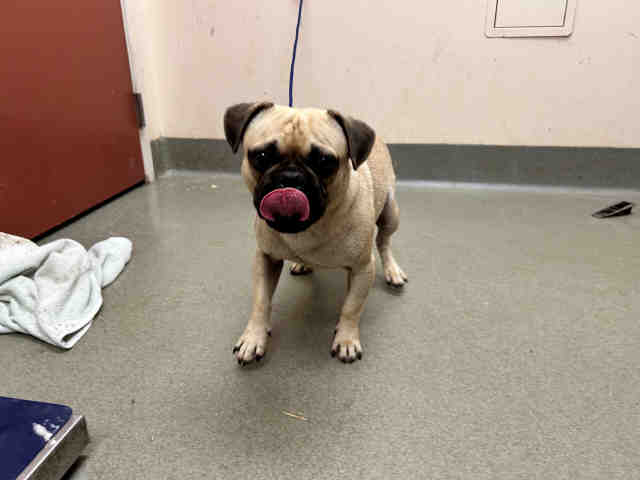 Harry, Pug