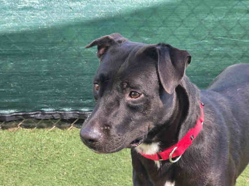 RARITY, a dog for adoption from San Diego County Department of Animal Services - North Shelter