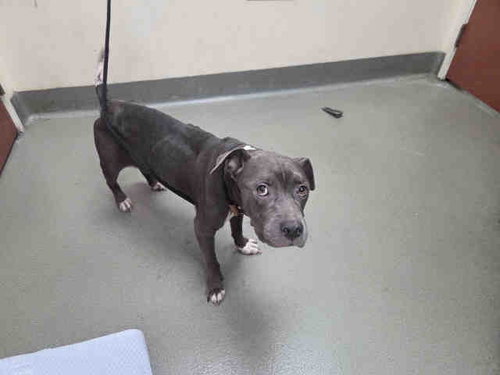 CHEVIE, a dog for adoption from San Diego County Department of Animal Services - North Shelter