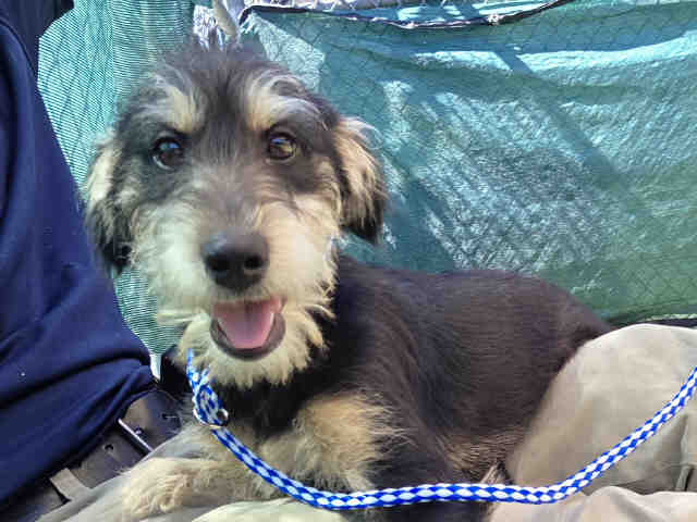 Spoon - Miniature Schnauzer