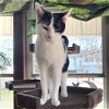 adoptable Cat in , VA named LuLu