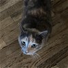 adoptable Cat in , VA named Honey