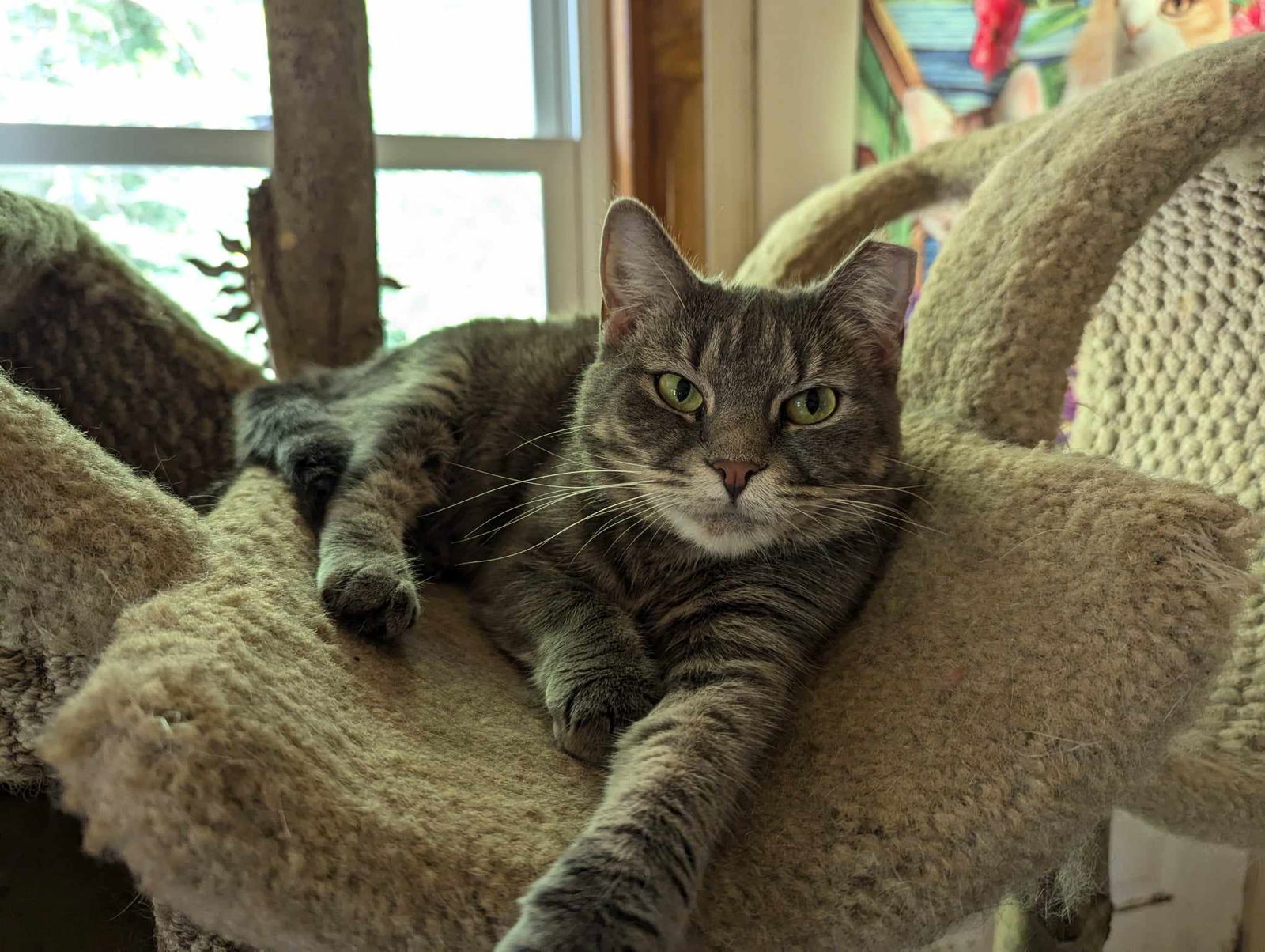 adoptable Cat in Colonial Beach, VA named Emily