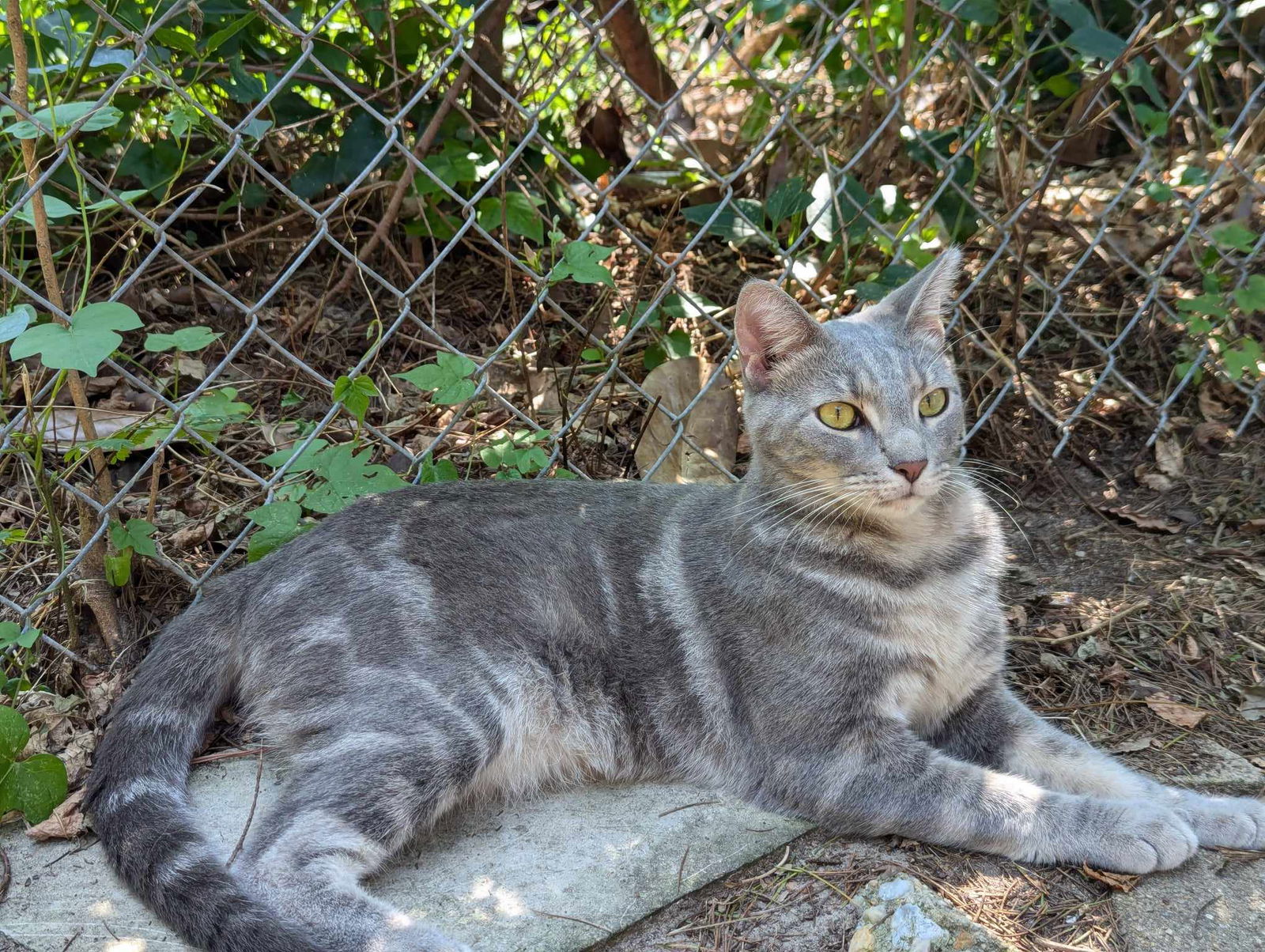 adoptable Cat in Colonial Beach, VA named Dino