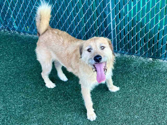 adoptable Dog in Bonita, CA named BENJI