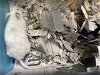 adoptable Mouse in bonita, CA named A1925762