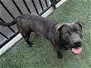 adoptable Dog in bonita, CA named BRUNO