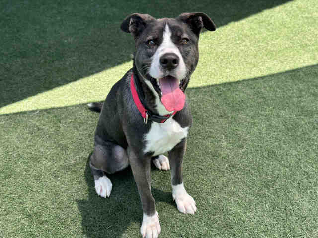 adoptable Dog in Bonita, CA named ZORRO