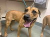 adoptable Dog in Bonita, CA named BENJI