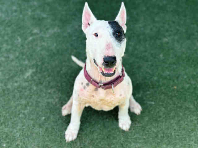 adoptable Dog in Bonita, CA named IRIS