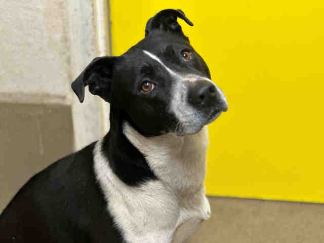 adoptable Dog in Bonita, CA named OSCAR