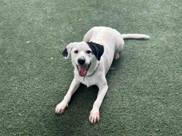 adoptable Dog in Bonita, CA named SNOOPY