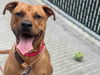 adoptable Dog in  named JUNIPER