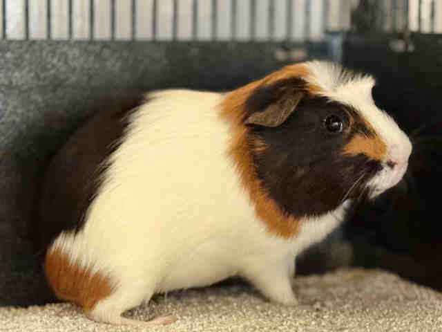 adoptable Guinea Pig in Bonita, CA named PIERCE