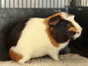 adoptable Guinea Pig in  named PIERCE
