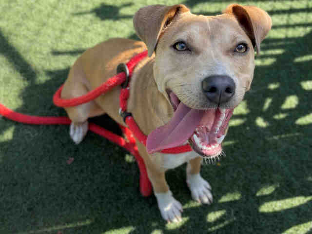 adoptable Dog in Bonita, CA named IZZY