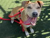 adoptable Dog in  named IZZY