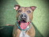 adoptable Dog in  named TYSON