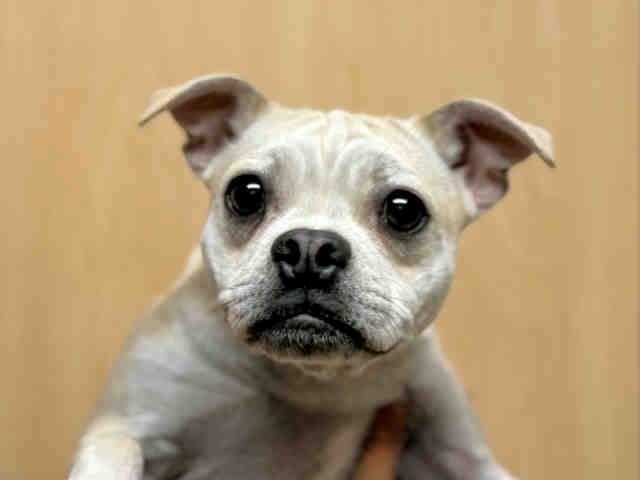 adoptable Dog in Bonita, CA named BUGSY