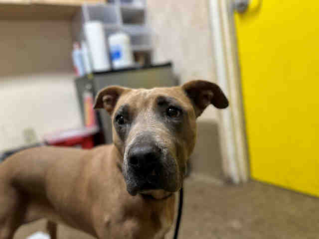 adoptable Dog in Bonita, CA named CANELA
