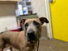 adoptable Dog in  named CANELA
